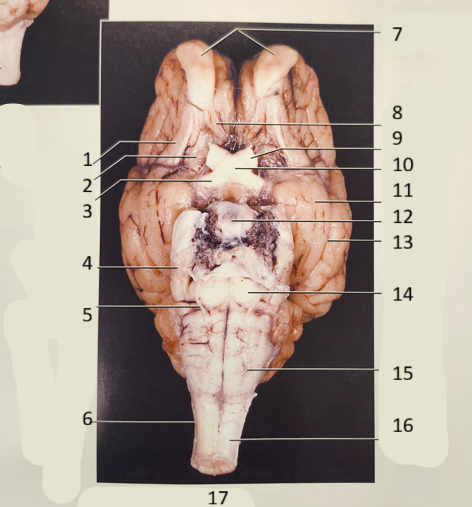 <p>SHEEP brain 2-7</p>