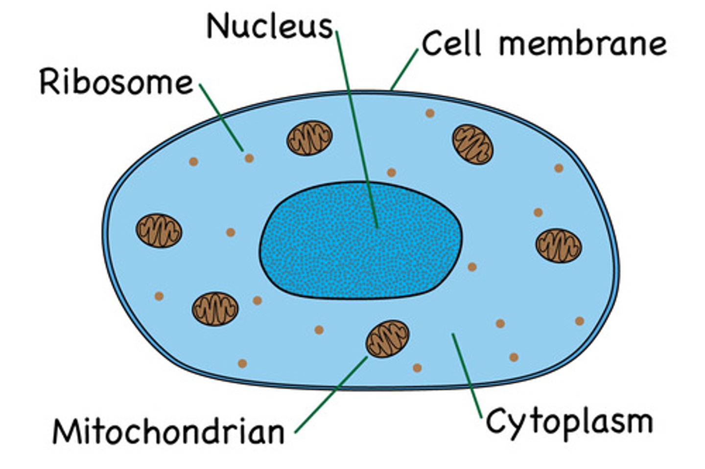 <p>Does not have a cell wall or chloroplast and a small vacuole</p>