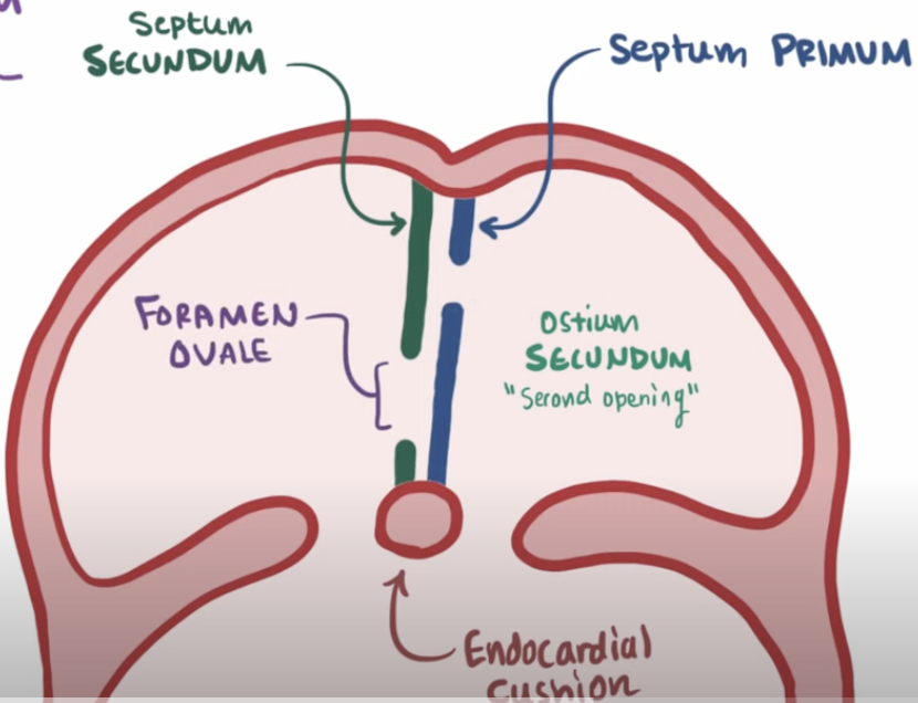 <p><span style="color: blue"><strong>Foramen ovale </strong></span></p>