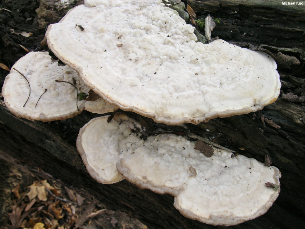 <p>What fungus is this? (Scientific name)</p>