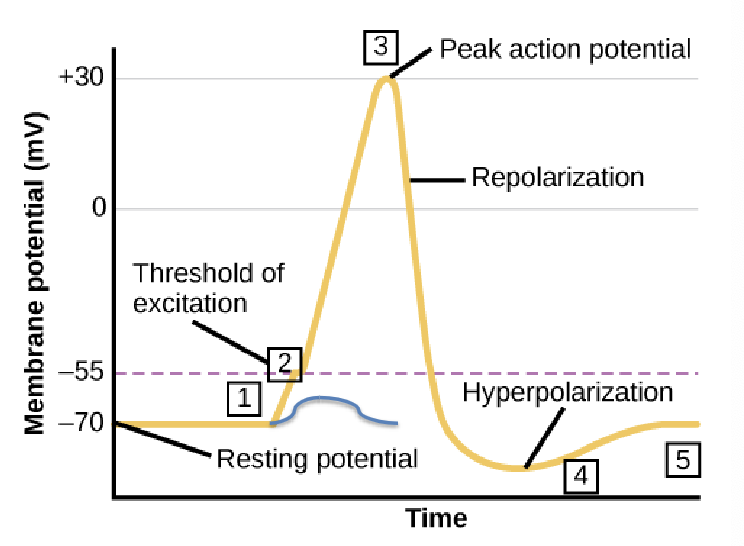 <p>rapid inward flux of Na+ ions through voltage-gated channels that:</p><ol><li><p>depolarizes membrane to 0 as incoming Na+ first neutralizes K+ that was on resting membrane</p></li><li><p>establish (+) charge on interior of membrane (overshoot) which peaks at +30-50 mV</p></li></ol><p></p>