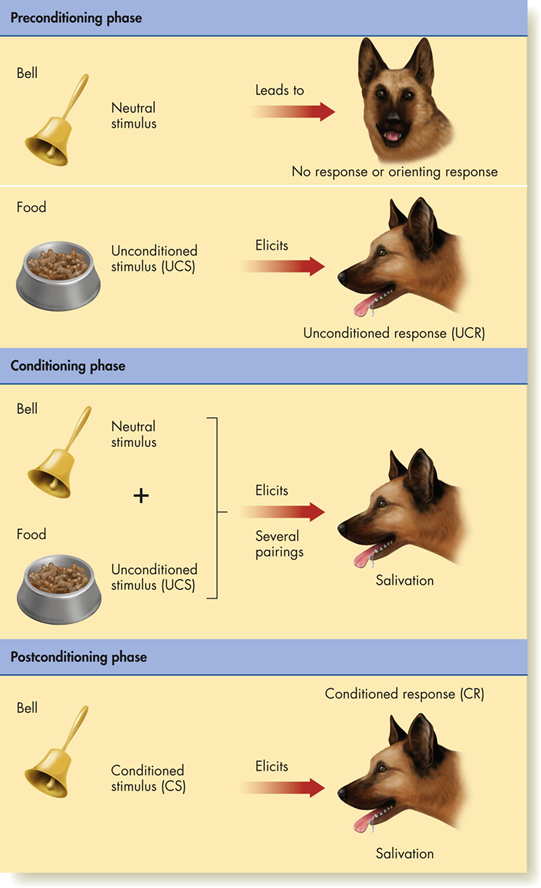 <p><span>elicited by the conditioned stimulus, is similar to, but not identical in size or amount to, the unconditioned response</span></p>