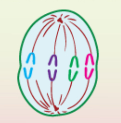 <p>What phase of mitosis is shown?</p>