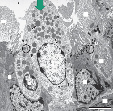 <p>Identify labeled cell, sites and one specific feature?</p>