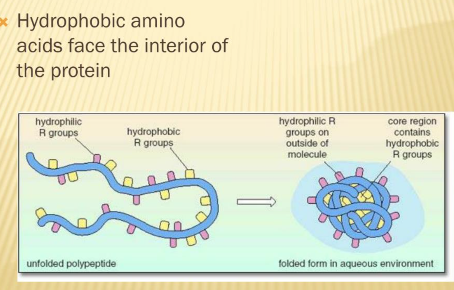 <p>they cluster together to avoid interaction with water molecules so the nonpolar hydrophobic side chains of amino acids cluster together at the interior of a folded protein.</p><p>This causes the polar hydrophilic and charged side chains sticking out of the protein towards the aqueous environment.</p>