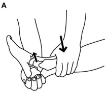 Assesses ATF; instability of ankle. Stabilizes leg, anterior force and talus movement.