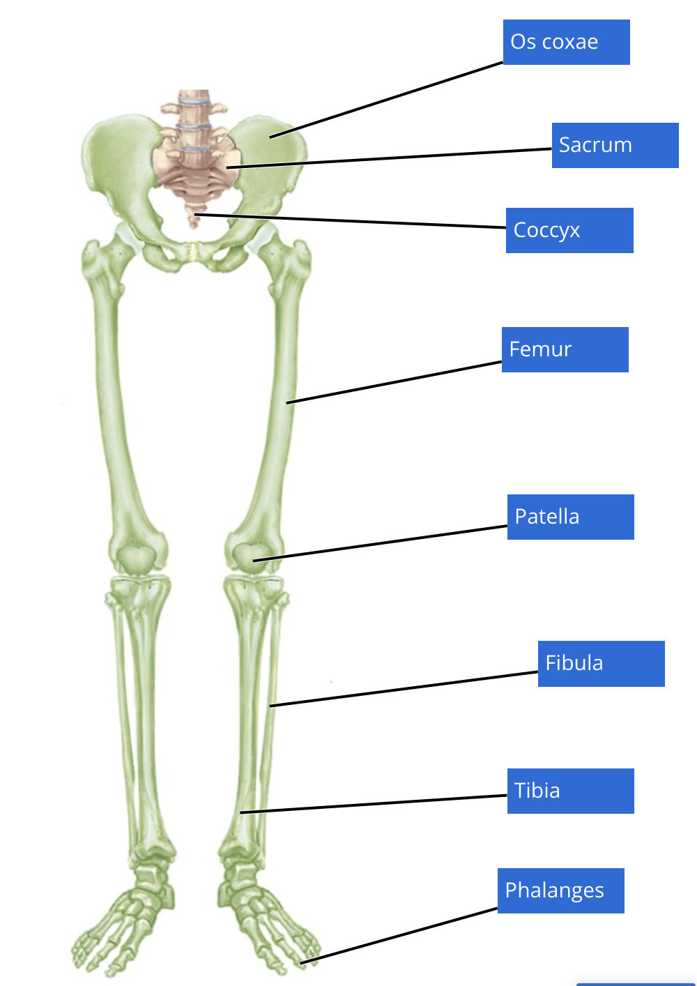 knowt flashcard image