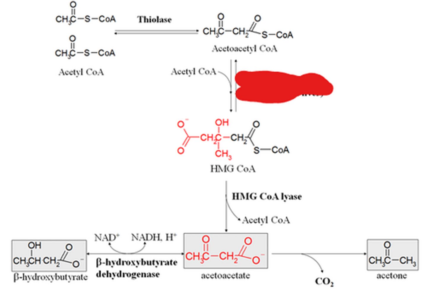 <p>The second rxn is also a condensation rxn involving a third acetyl CoA molecule being added by ____________</p>