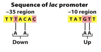<p>Changes in promoter sequence:</p>