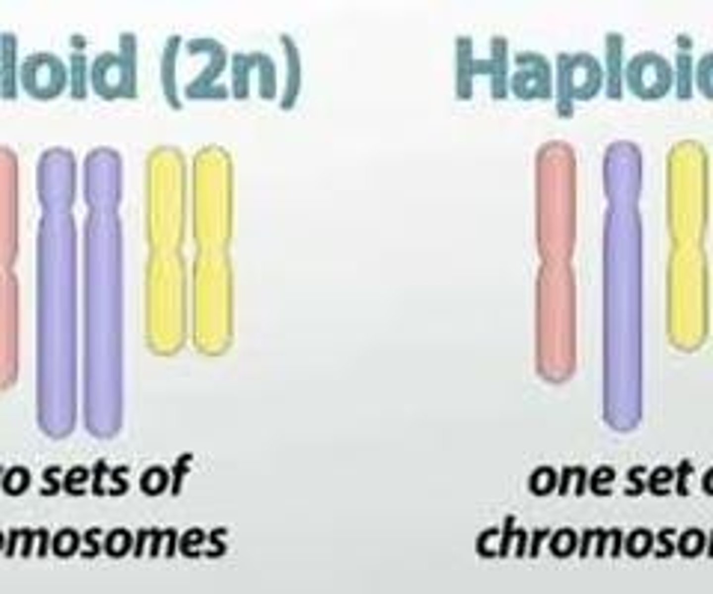 <p>Cells with two complete sets of chromosomes</p>