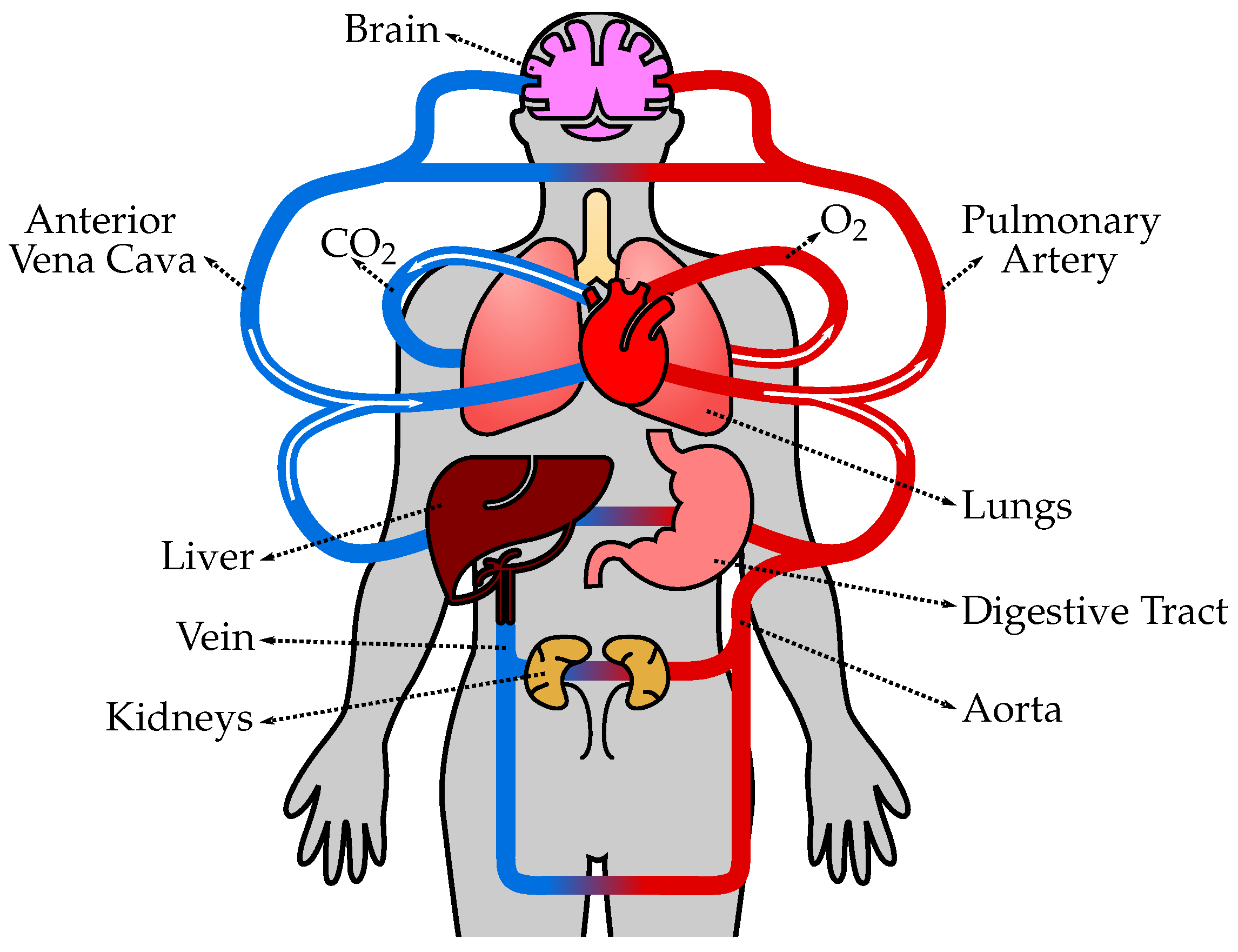 <p>The Circulatory System Transports:</p><ul><li><p>Oxygen and Glucose</p></li><li><p>Urea</p></li></ul><p>Urea is produced by the liver, and is transported to the kidney through the circulatory system to be expelled/excreted from the body. Oxygen gets inhaled through our lungs, and the circulatory system transports the oxygen to our cells through the bloodstream (circulatory system). Glucose comes from the food that we eat, and it is also carried to our cells through the bloodstream; So that once it reaches the cells, it can be broken down by the mitochondria to produce ATP or store it as glycogen in the liver and muscles. </p>