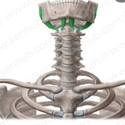 <p>origin : styloid process of temporal bone insertion : hyoid bone</p>