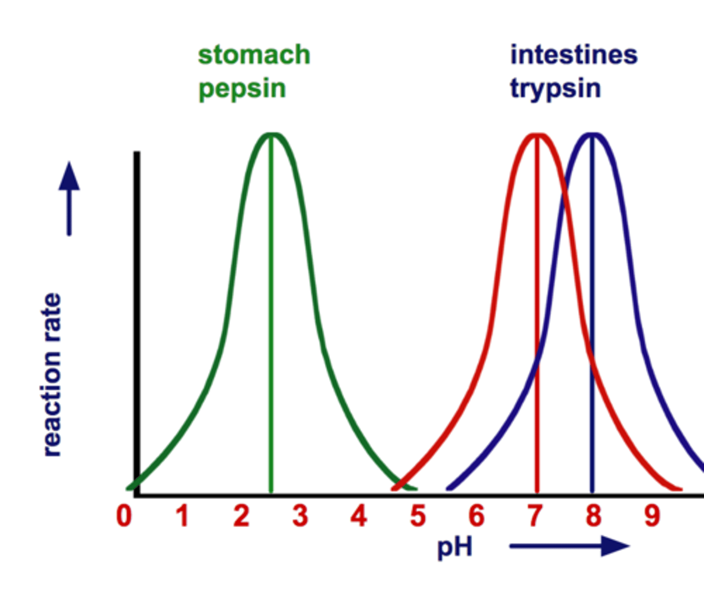 <p>Most human enzymes function best at a pH between 6-8<br>Depends on where the enzyme is found in body<br>Pepsin (stomach) = pH 2.5<br>Trypsin (small intestines) = pH 8</p>