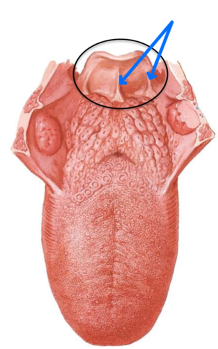 <p>The blue arrows are pointing to?</p>