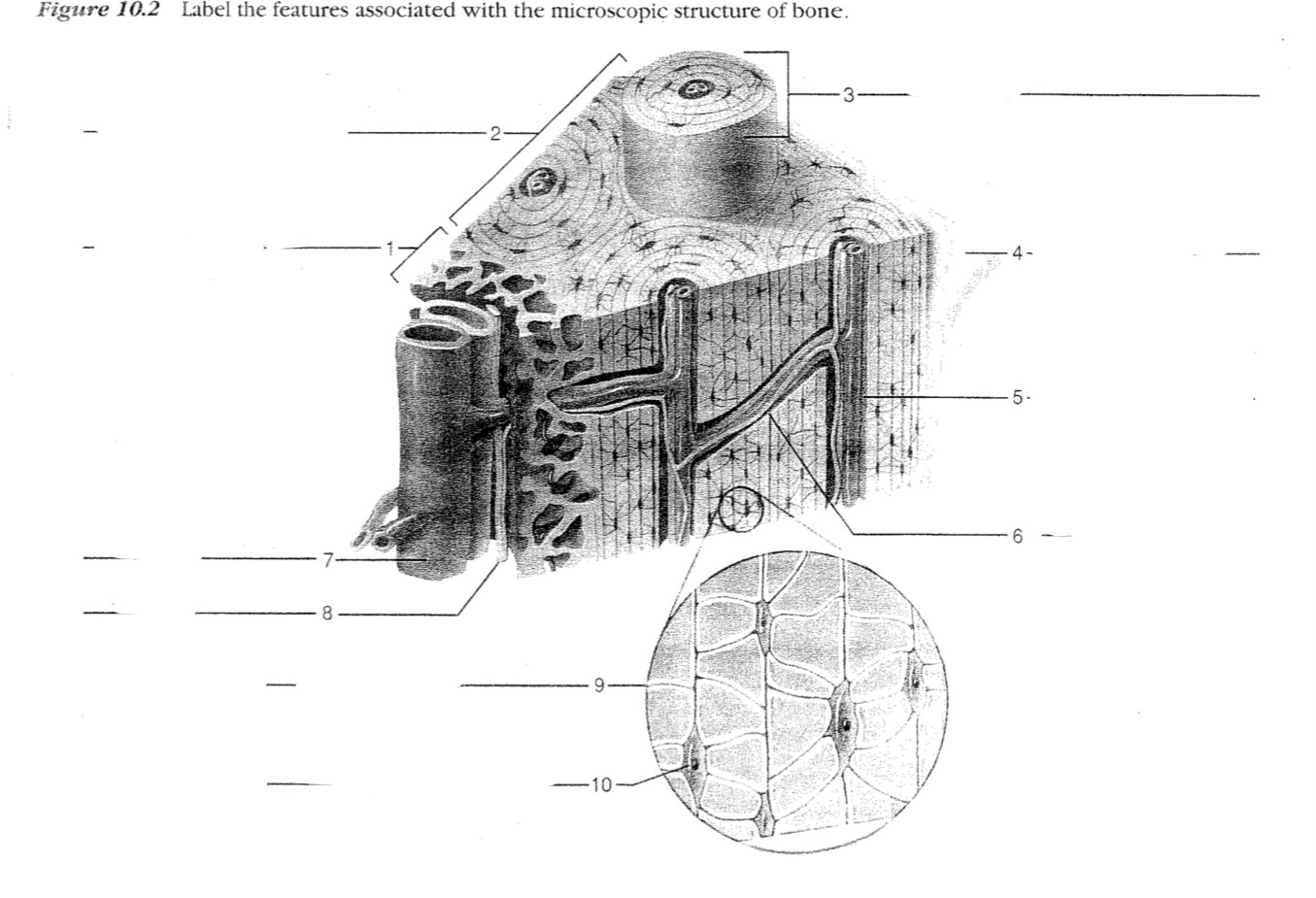 Osteon