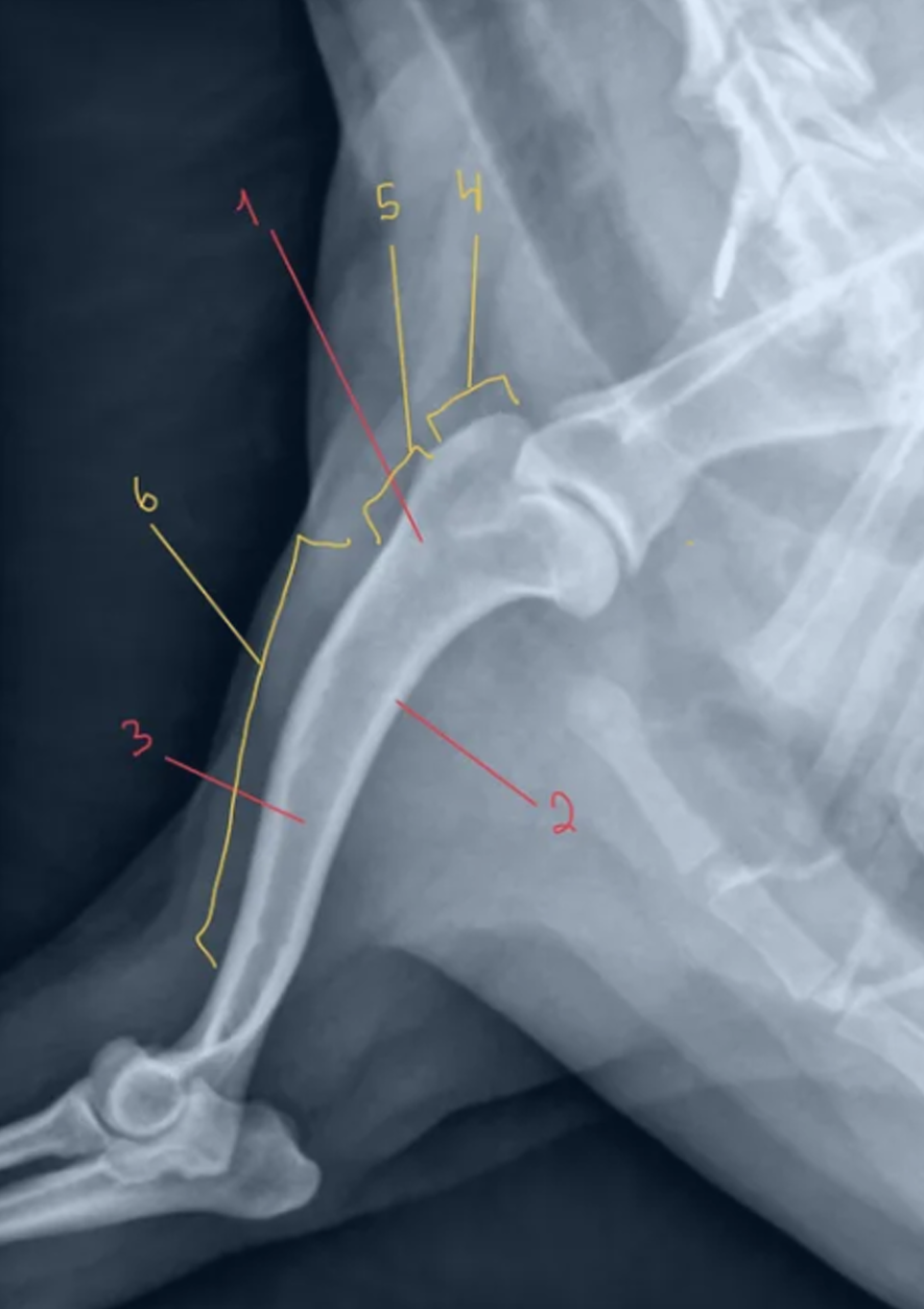 <p>describe these anatomical structures of bone.</p>