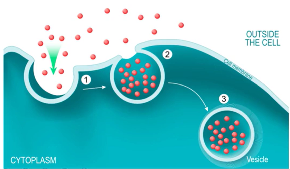 <p>Bringing large molecules into the cell</p><p>Uses a vesicle</p>