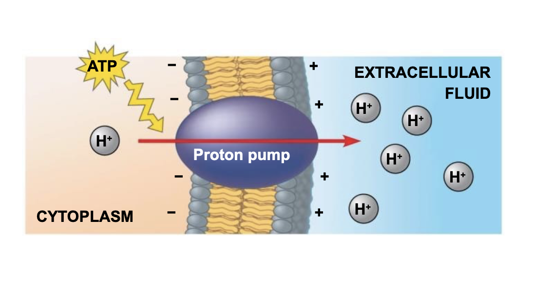 .An electrogenic pump is a transport protein that generates voltage across a membrane \n .The sodium-potassium pump is the major electrogenic pump of animal cells \n .The main electrogenic pump of plants, fungi, and bacteria is a proton pump \n .Electrogenic pumps help store energy that can be used for cellular work