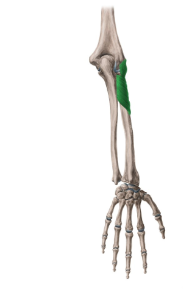 <ul><li><p>lateral side of proximal third of the radius</p></li></ul>