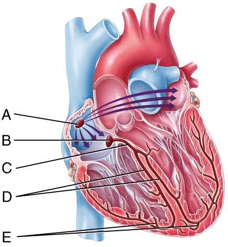 <p>Which labeled structure in the figure carries the cardiac action potential directly into the contractile fibers of the ventricular myocardium?</p><p></p><p>a) A</p><p>b) B</p><p>c) C</p><p>d) D</p><p>e) E</p>