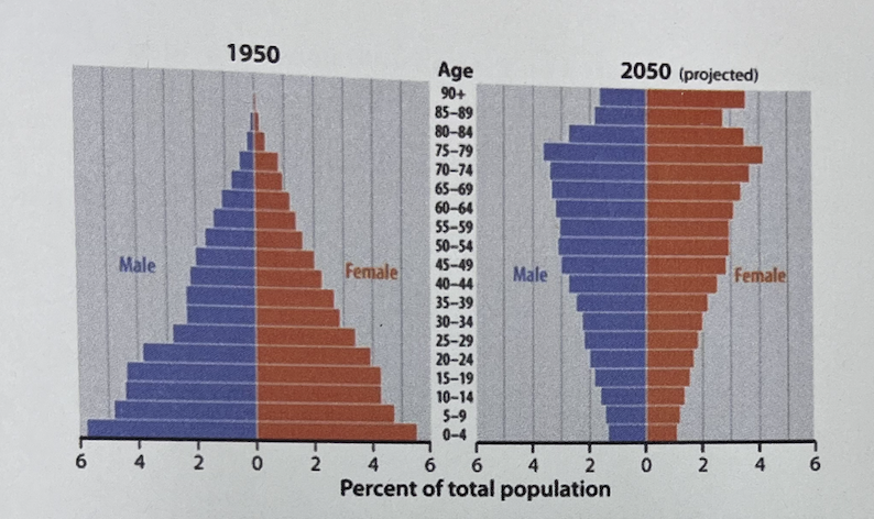 <p>A population pyramid like Japan's predicted 2050 pyramid represents</p><ol><li><p>﻿﻿﻿the results of medical technology transfer seen in developing nations</p></li><li><p>﻿﻿﻿a government policy to attract elderly immigrants.</p></li><li><p>an aging population and contraction in the work force.</p></li><li><p>﻿﻿﻿a younger population decimated by the pandemic AIDS.</p></li><li><p>﻿﻿﻿recovery after the 2011 earthquake.</p></li></ol>
