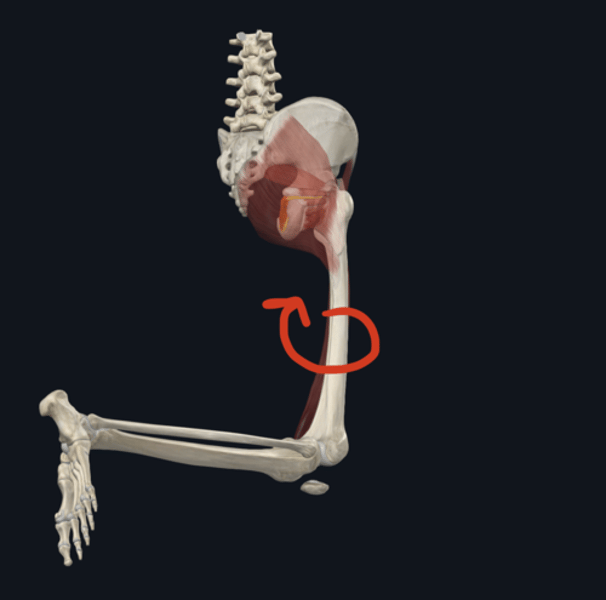 <p>Action: Obturator internus</p>