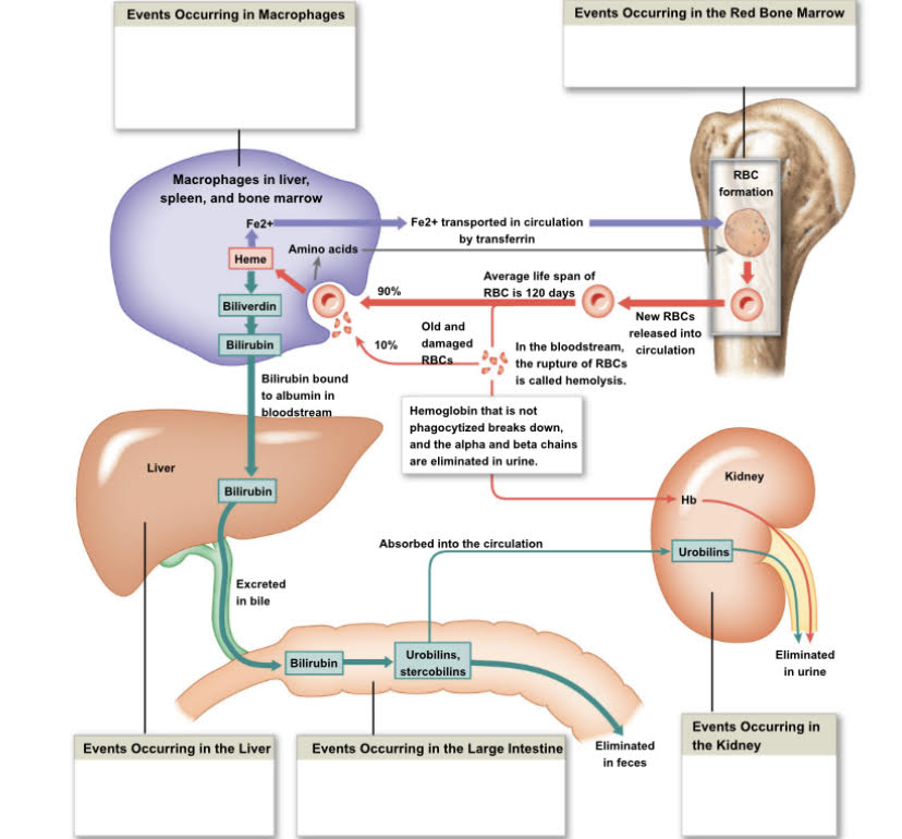 <p>Where does Bilirubin come from?</p>