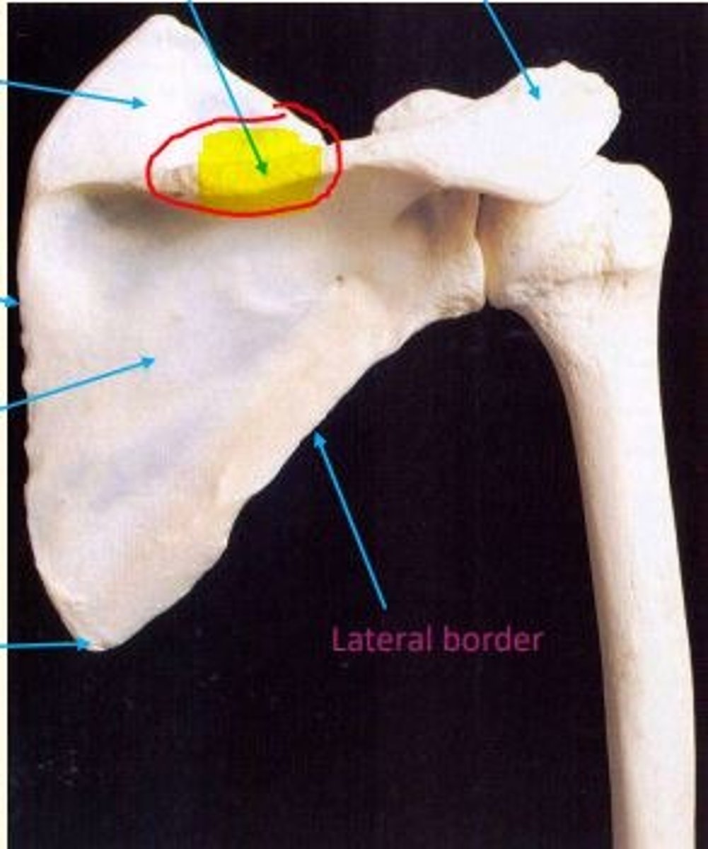 <p>Spine of the scapula</p>