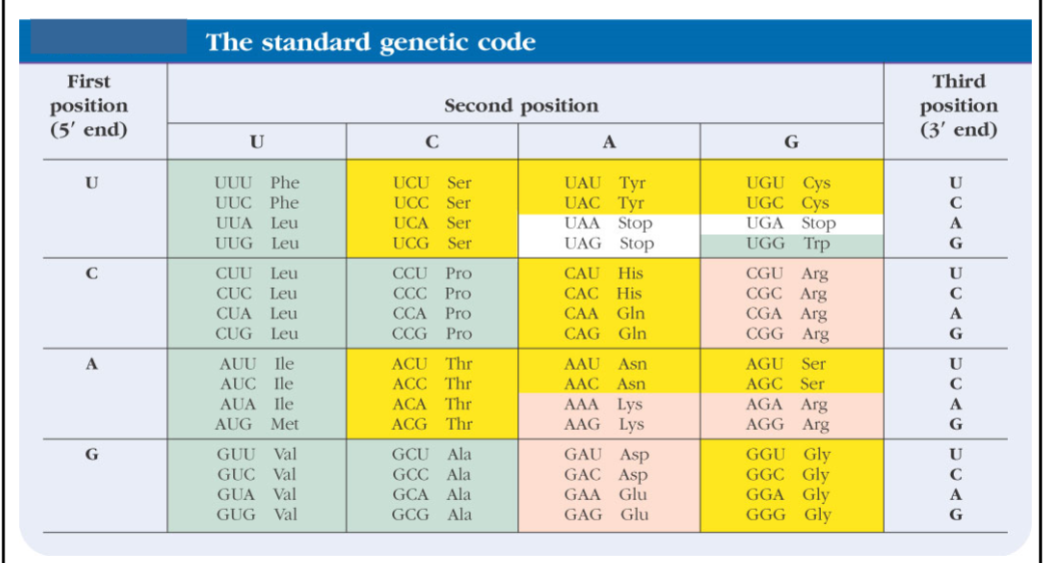 <ul><li><p>Chemically similar amino acids have similar code words (see Asp, Glu).</p><ul><li><p>Green = hydrophobic amino acids</p></li><li><p>Yellow = polar amino acids</p></li><li><p>Red = charged amino acids</p></li></ul></li><li><p>The table has all possible 3 base ACUG code words.</p><ul><li><p>Amino acids with 6 code words: Leu, Ser, Arg</p></li><li><p>Amino acids with 1 code word: Met, Trp</p></li><li><p>Amino acids with 4 code words: Most common, similar code words are usually different at the last position.</p></li></ul></li></ul><p></p>