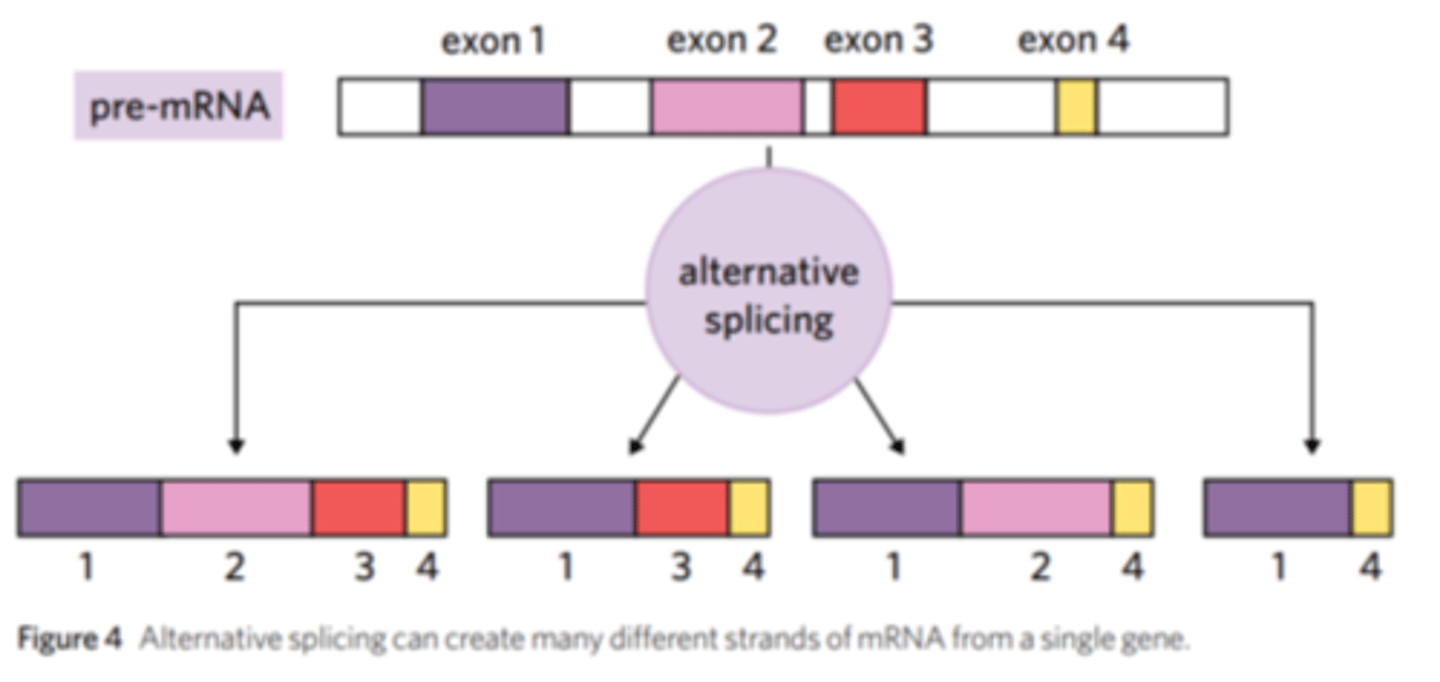 <p>occurs during post translational action </p><p>allows an organism to use the same gene to make different proteins at different stages of development </p><p>Alternative splicing is a process in eukaryotic gene expression where a single pre-mRNA can be spliced in different ways to produce multiple different mRNA transcripts, and therefore different proteins, from the same gene.</p>