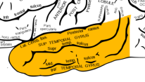 <ul><li><p>Lokalisation: Gyri temporales transversi</p></li><li><p>Funktion: Bearbejdning af lydindtryk</p></li></ul><p></p>