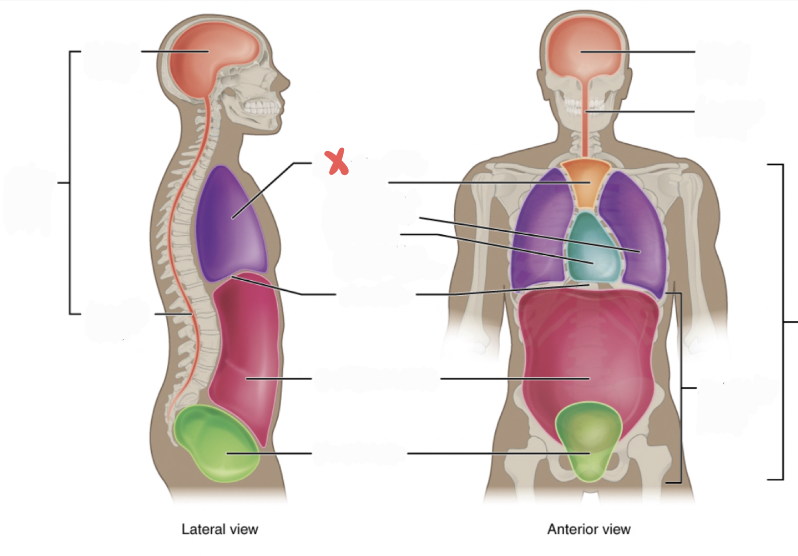 <p>contains the superior mediastinum, pleural cavity, and pericardial cavity within the mediastinum, and diaphragm</p>