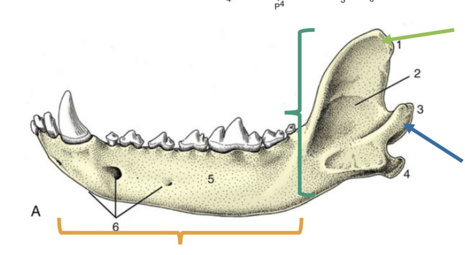 <p>What part of the mandible is represented by the orange?</p>