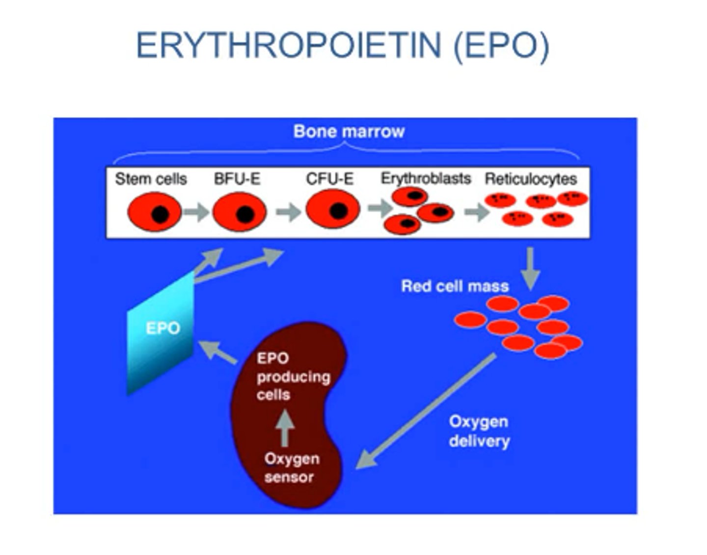 <p>Substance that forms</p><p>Ex: erythropoietin</p>