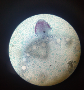 monocot root