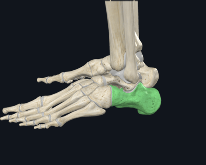 <p>Tiger Cubs Need MILC</p><p>Name the Green Highlighted bone </p>