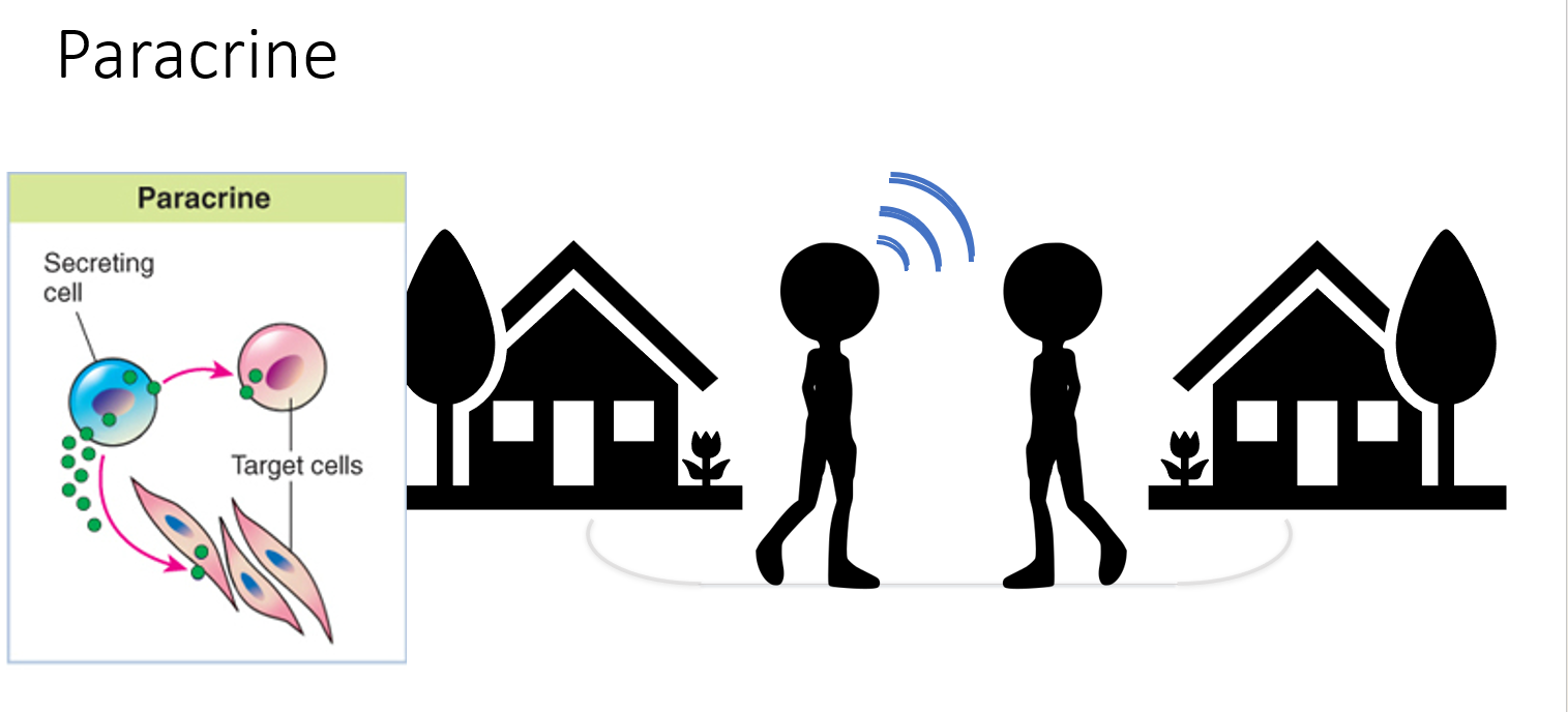 <p><span>The cell secrete molecule to a nearby cell</span></p><p><span>Ex. When you ask your mom that is in the next room where had she put AGAIN your favourite snack.</span></p>