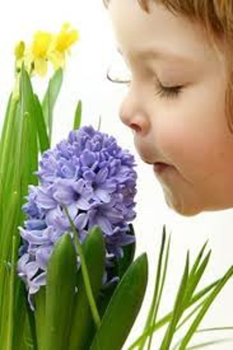 <p>to smell</p>
