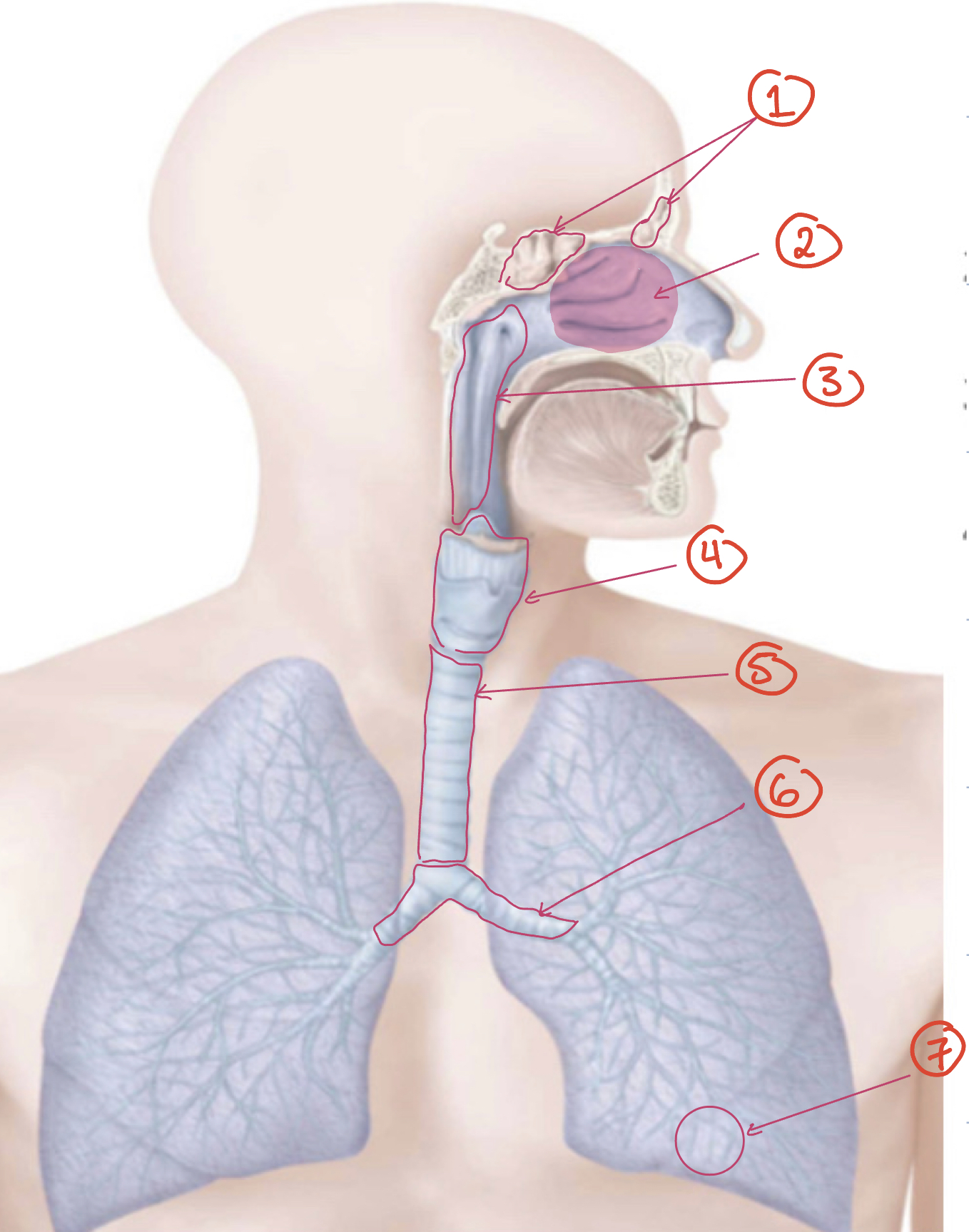 term image