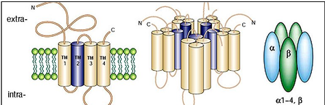 <p>4 α isoforms and 1 β isoform</p>