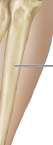 <p>crosses behind other arm bone when palm turns backwards</p>