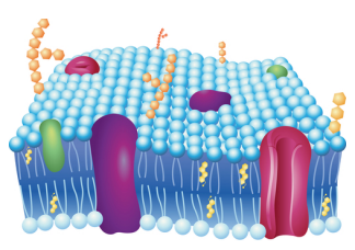 <p>semi-permeable membrane that protects the internal environment of the cell and allows for selective transport of molecules in and out of the cell</p>