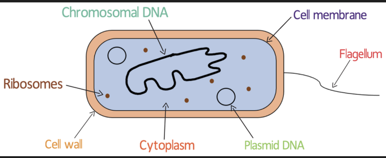 <p><mark data-color="yellow" style="background-color: yellow; color: inherit;">Partially permeable Cell membrane: </mark>controls what goes <mark data-color="yellow" style="background-color: yellow; color: inherit;">in and out of the cell</mark></p><p><mark data-color="purple" style="background-color: purple; color: inherit;">Ribosomes</mark>: site of<mark data-color="purple" style="background-color: purple; color: inherit;"> protein synthesis</mark></p><p><mark data-color="blue" style="background-color: blue; color: inherit;">Flagella:</mark>a long <mark data-color="blue" style="background-color: blue; color: inherit;">tail like structure </mark>which allows the prokaryotic cells <mark data-color="blue" style="background-color: blue; color: inherit;">to move toward nutrients or away from harmful substances</mark></p><p><mark data-color="yellow" style="background-color: yellow; color: inherit;">Cell wall</mark>: made of cellulose. <mark data-color="yellow" style="background-color: yellow; color: inherit;">Supports and strengthens</mark> the plant cell</p>