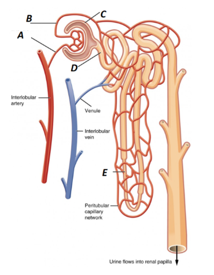 <p>What is E labeled as in the kidney? </p>