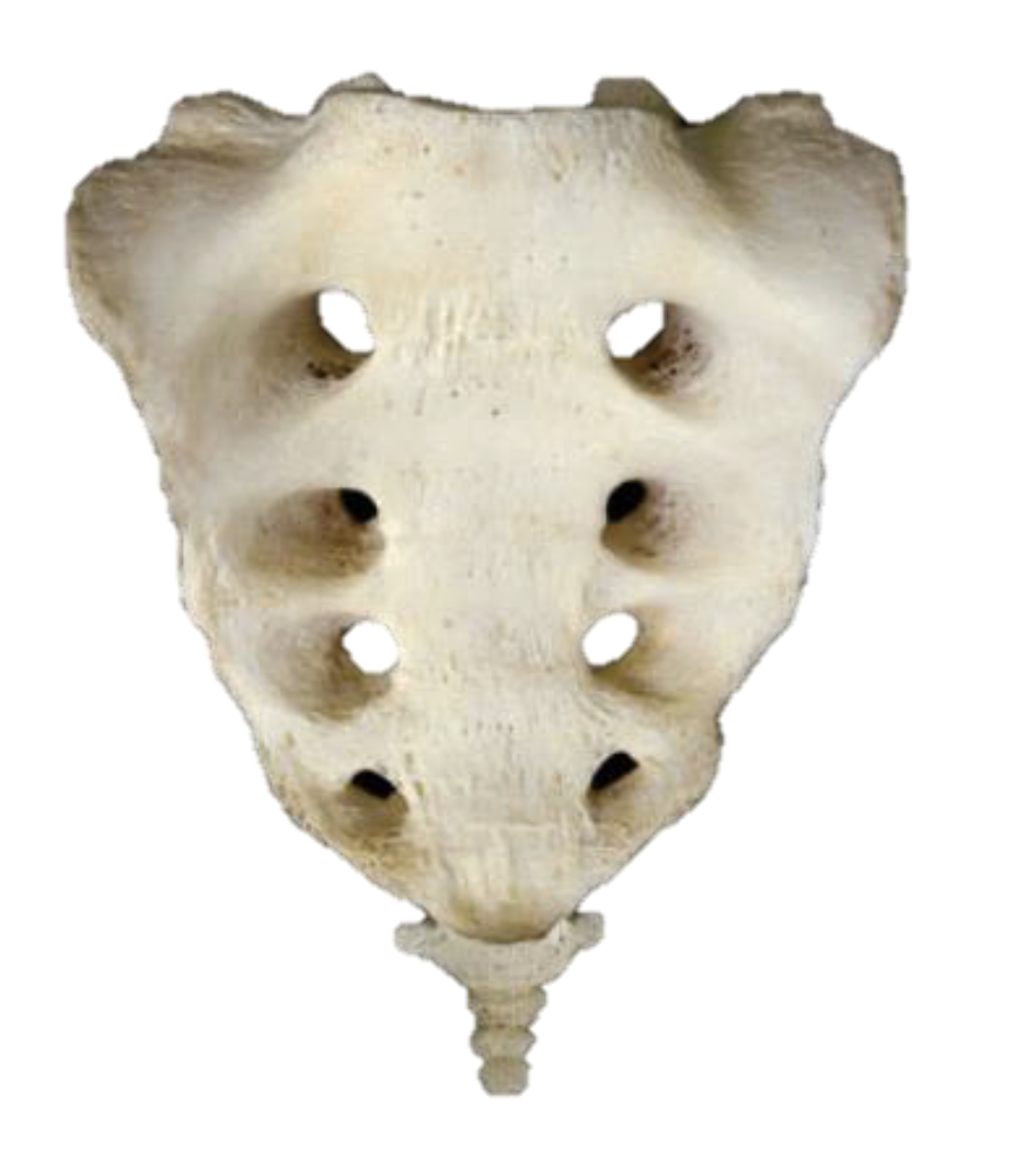 <p>Which Bone Is This?</p>