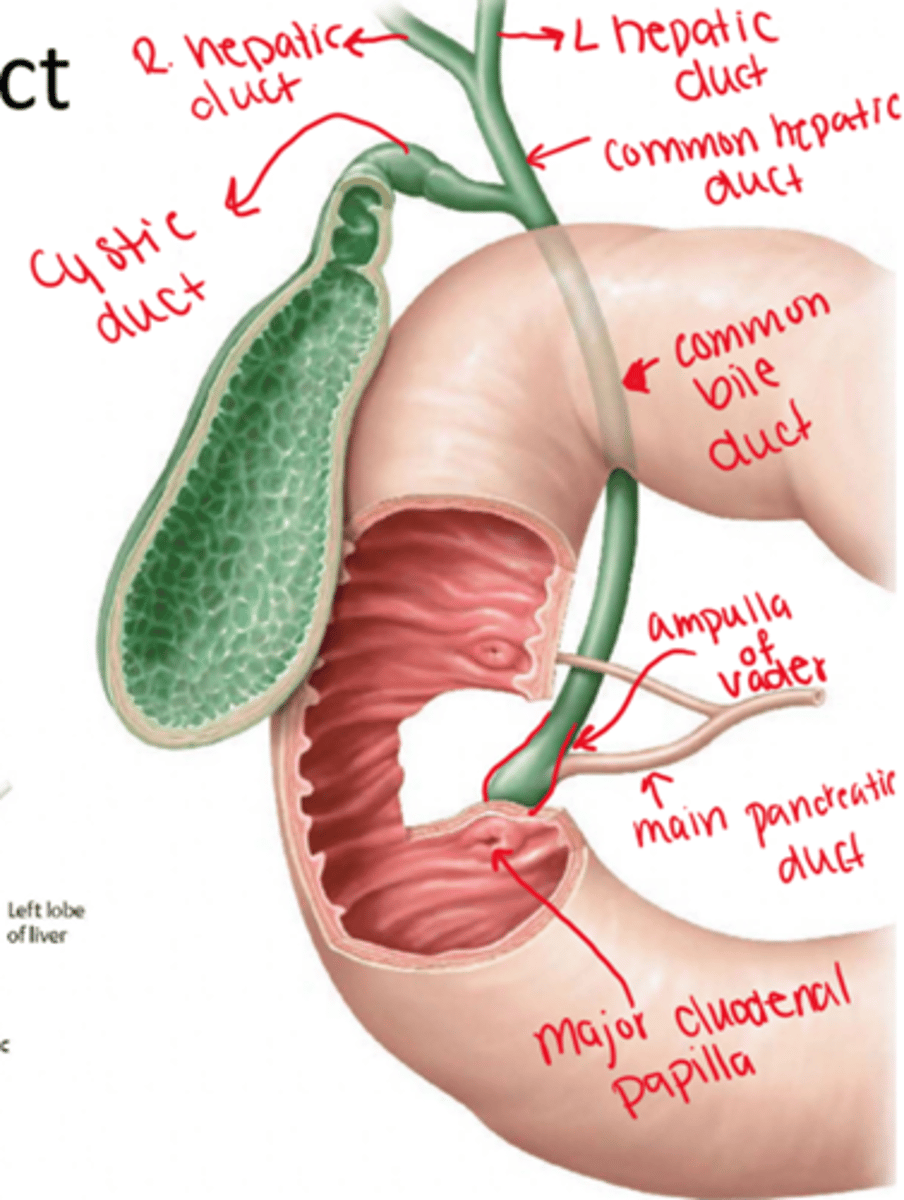<p>Union of the common bile duct and the pancreatic duct</p>