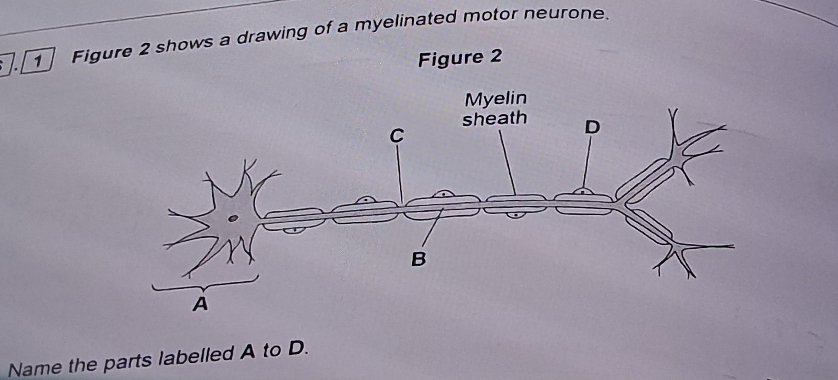 <p>Name the parts labelled A to D ?</p>