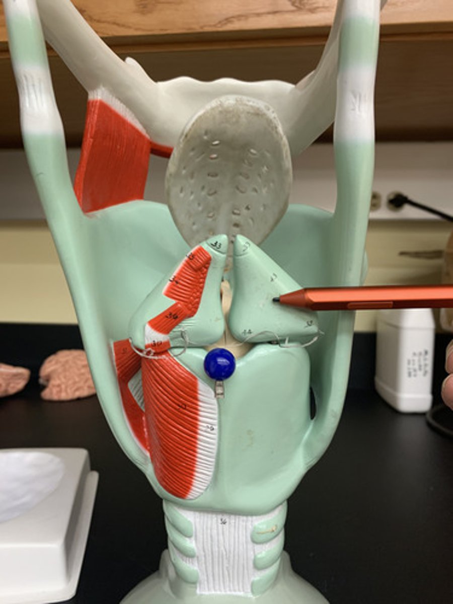 <p>Two small cartilages in the larynx, the movements of which abduct and adduct the vocal folds.</p>