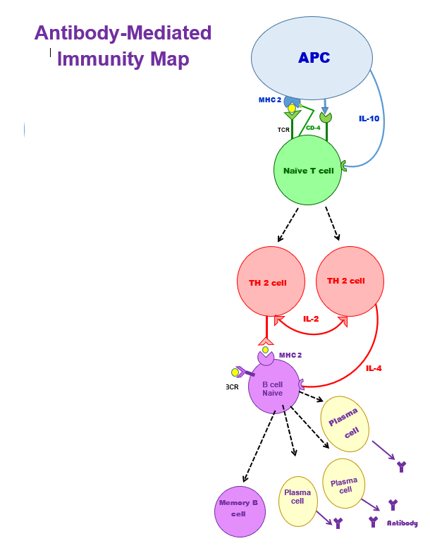 <p>Study the antibody-mediated immunity map.</p>