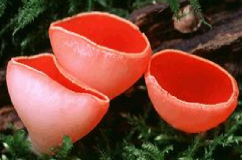 <p>-”miseczka”<br>-hymenium po wewnętrznej stronie “miski”<br>-może być zmodyfikowana (z trzonem i “pogiętą” miseczką - zwiększenie powierchni)</p><p>-np. <em>Helvella crispa</em>, <em>Morchella </em>sp., <em>Peziza </em>sp., <em>Rhizina undulata, Aleuria </em>sp., <em>Mollusia</em> sp., <em>Hymenoscyphus</em> sp.</p>